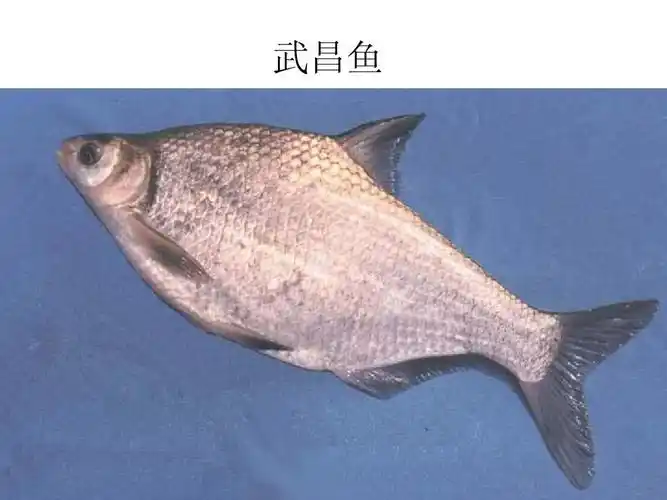 我国常见的淡水鱼__图集ppt