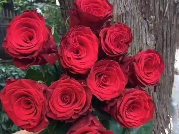 4月发文:客厅养花,就养盆"玫瑰精品"罗德斯,花开如丝绒般