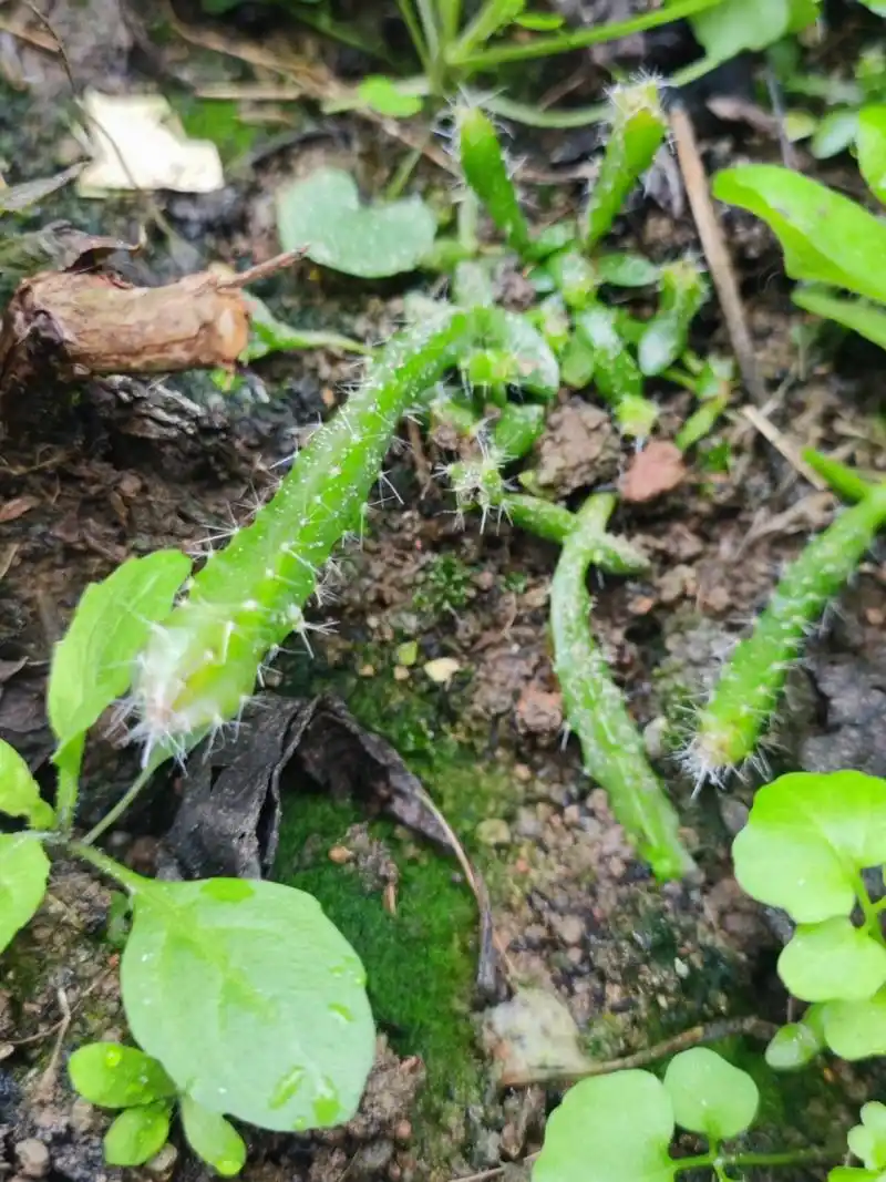 巨型白沙维鹌鹑2022.10.