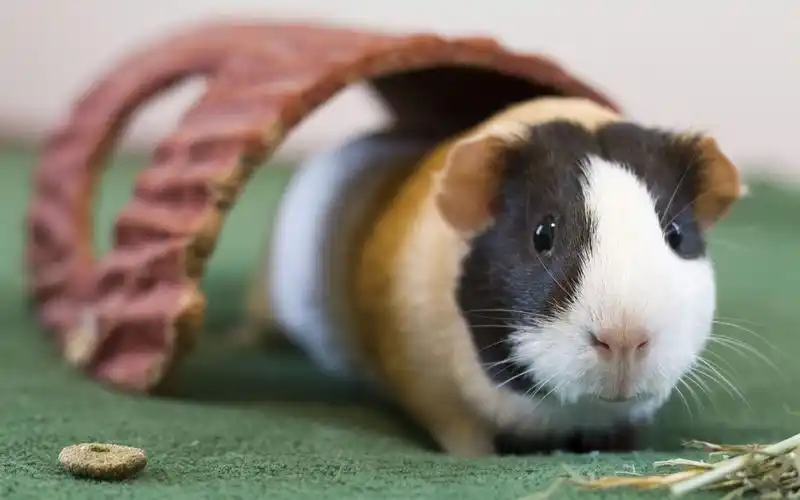 超可爱萌宠荷兰猪电脑桌面壁纸下载高清大图预览1920x1200_动物壁纸