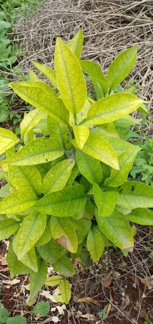 老师你好请问我的柑桔叶片发黄不转绿是怎么回事得了什么病请你帮我