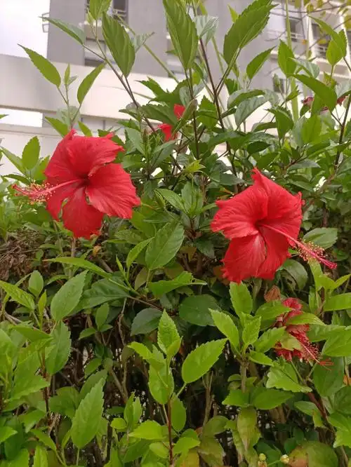 校园里的扶桑花