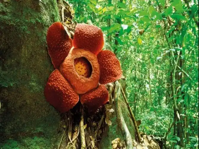 人花属于肉食类的植物,食人花生长在美洲亚马孙河的原始森林和沼泽地
