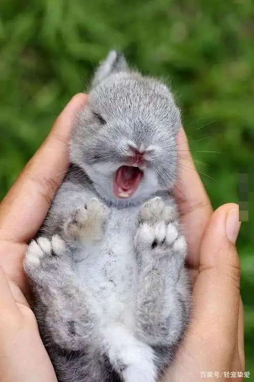 新出生兔子吃什么?