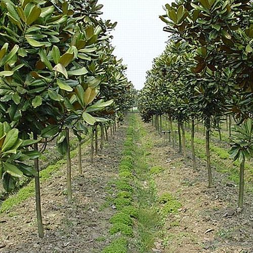 滨淇玉兰花树苗广玉兰庭院大型植物绿化苗 广玉兰地径6公分粗 1棵