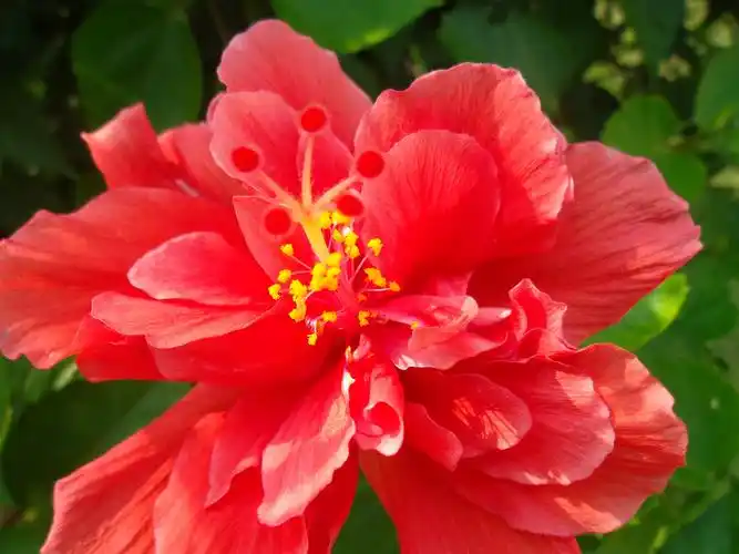 大红花近距之美