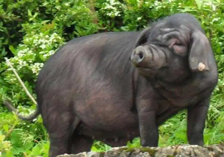 1赣东黑猪 赣东黑猪又名南城黑猪,繁育历史悠久