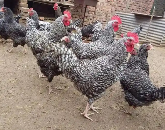 芦花鸡有哪些品种芦花鸡的做法是怎样的