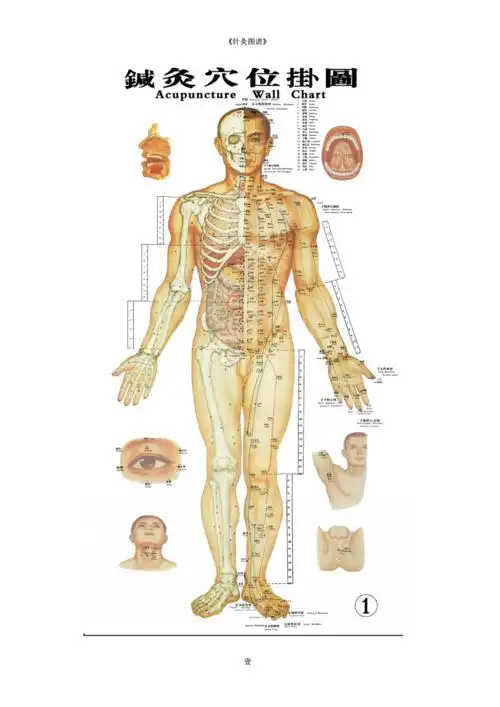 针灸图谱清晰pdf彩图pdf64页