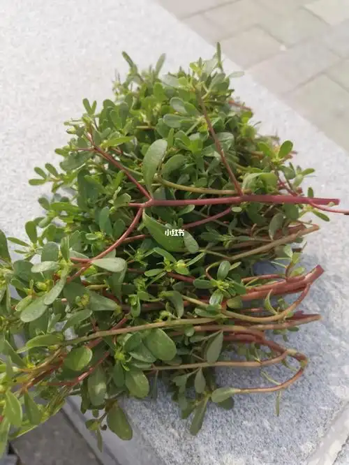 这个夏天就是每天去挖新鲜的马齿苋,做各种跟马齿苋搭配的美味菜肴