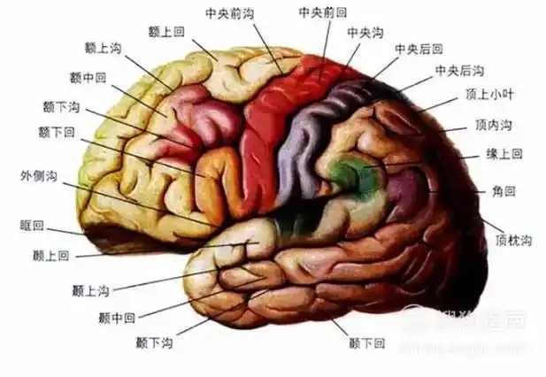 我们都知道脑部有许多脑回,脑萎缩的患者会出现脑回变平,脑沟增宽增深