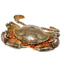 yuepw 鲜活特大青蟹肉蟹 250g