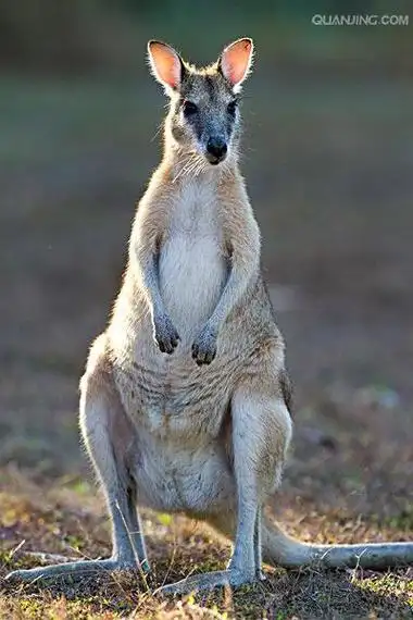 p>沙袋鼠(wallaby)是 袋鼠科( i>macropodidae /i>)几种中等大小的有