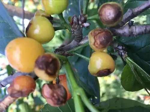 樱桃树是什么病,怎么防治?(如图)