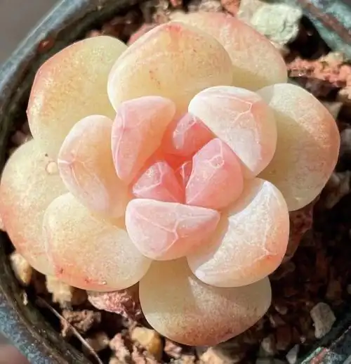 前两张客户返图,后边现在状态,糖心暗纹冰玉#冰玉  #多肉冰玉  #冰糖