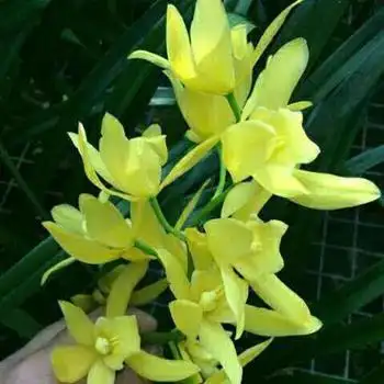 黄金小神童8苗2花芽