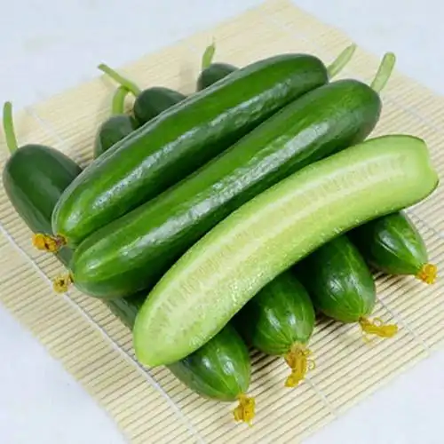 水果小黄瓜新鲜脆嫩荷兰小青瓜孕妇蔬菜营养健康整箱黄瓜