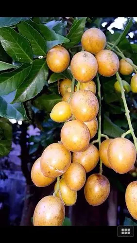 广州从化碧水湾特色别墅