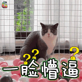 萌宠 猫咪 猫 蒙圈 一脸懵逼 soogif soogif出品