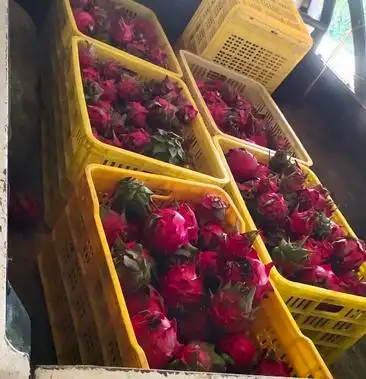 [红心火龙果批发]红心火龙果分拣中 有货出价格4.50元/斤 - 一亩田