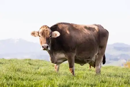 品种的大美丽的老母牛瑞士褐色牛站立在春天早晨在草甸在瑞士的山麓