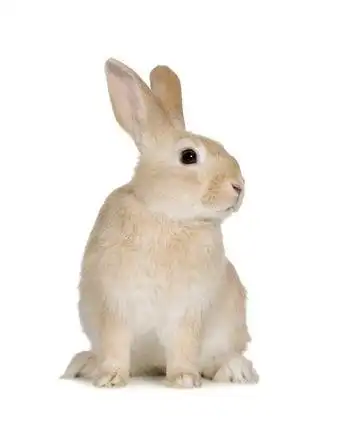 竖着耳朵的白毛兔子高清白底图片素材下载