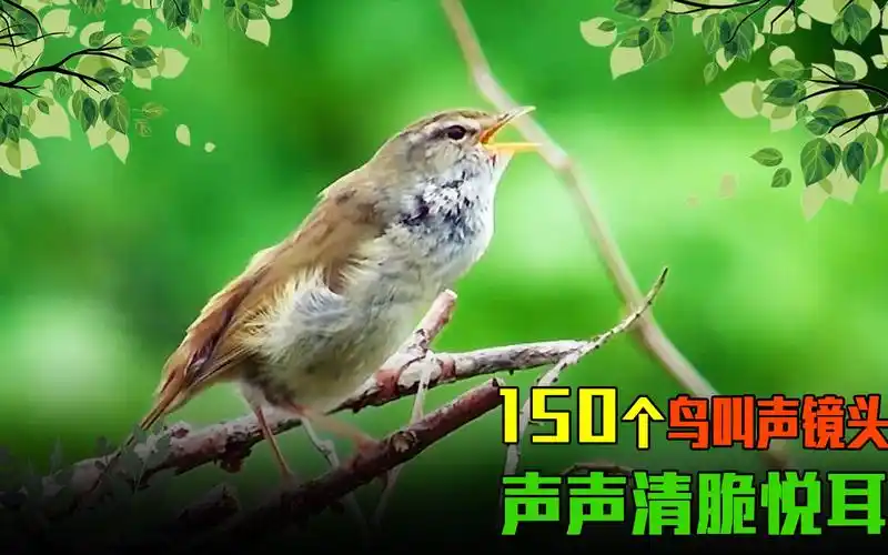 最好听的树莺鸟叫声大全:150个镜头,美妙动听,唱响整个夏天!