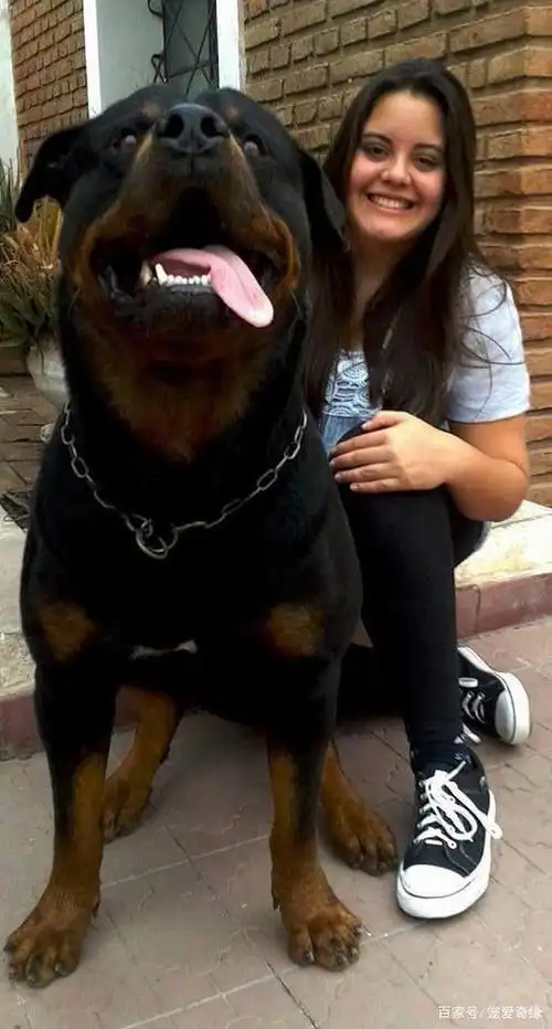 身价过万的罗威纳犬,如今跌破底价,依旧没有市场,源于这4点