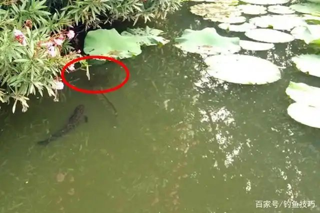 梅雨季节钓黑鱼,用对了方法,比拉白条还容易!