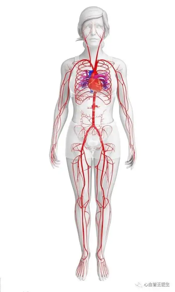 我们身体哪个部位的血管更容易堵塞?如何预防?