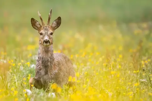 黄色花丛中的小麋鹿