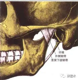 位于咬肌和翼内肌之间,其自颞骨茎突斜向前下方,止于下颌角和下颌支的