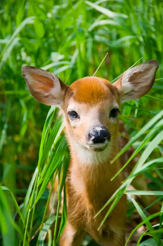 鹿小鹿,在高高的草丛中的小鹿白尾鹿鹿