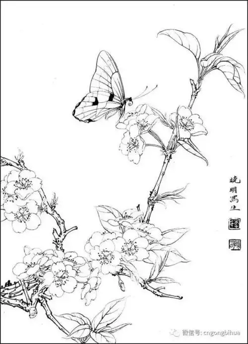 李晓明工笔花鸟白描喜欢快收藏