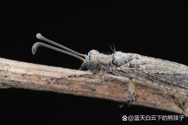 夏日昆虫|蚁蛉 蚁蛉是属于脉翅目的一类昆虫,成虫看上去纤细柔弱,飞行