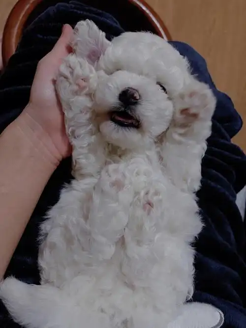 比熊刚满月的比熊幼崽有什么需要注意的