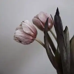 荷兰进口单瓣布朗尼郁金香鲜切花高级复古感鲜花家居办公装饰插花