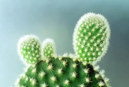 一个人抱仙人掌的图片唯美