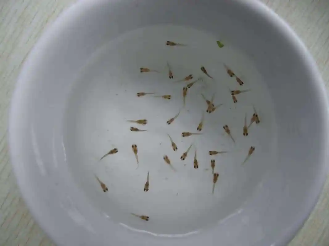 小鱼苗出生了,到底该怎么养?