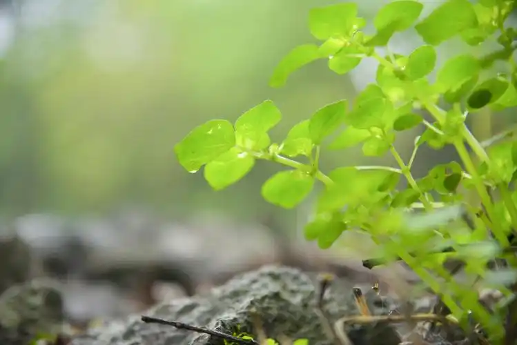 雨水打湿石块,小草在夹缝中破土而出,重获新生.