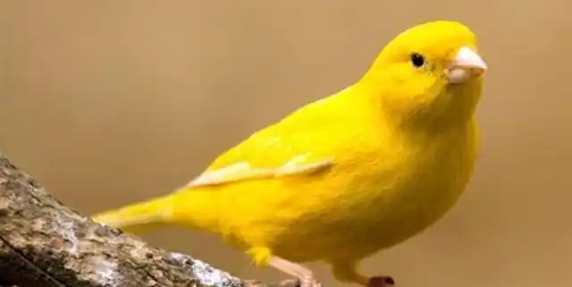 玉鸟也叫芙蓉鸟,它有三种颜色,黄色,白色和红色,非常的惹人喜爱.