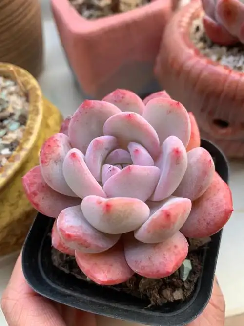 橙梦露多肉新手入坑