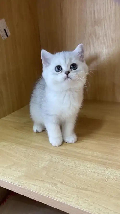 英短银渐层 - 价格1700 - 上海 南汇 - 红格宠物