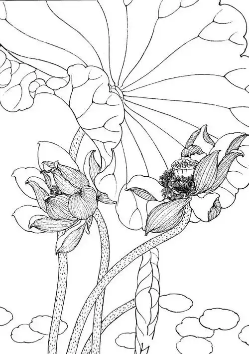 素材| 一组工笔荷花线描稿36图