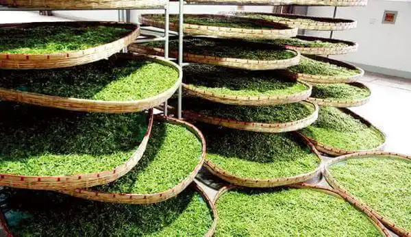 茶叶烘干