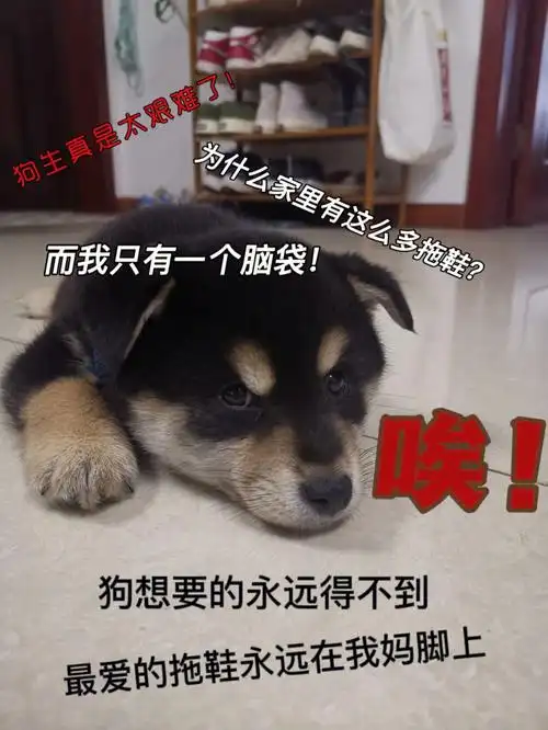 傻狗六十的快乐生活