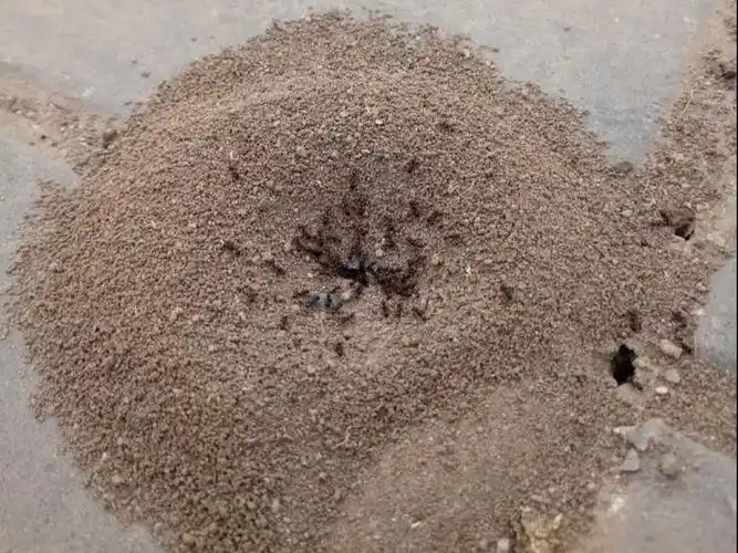 师:蚂蚁洞是什么样的? 夏天:是圆圆的. 张玥:高高的有好多沙子.