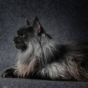 纯种黑色缅因猫幼猫双血统赛级长毛宠物库恩活体巨型挪威森林猫咪