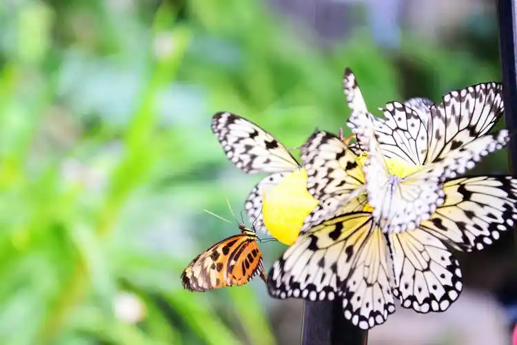 蝴蝶飞舞_生态_poco摄影,旅行日志博文,追光,出游