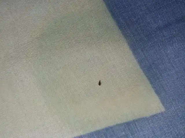 家里到处都是猫跳蚤怎么办